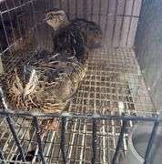 3 Coturnix Quail