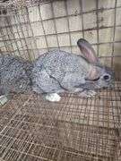 American Chinchilla Doe w/ Pedigree - 9 Wks Old