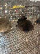 2 Flemish Giant Cross Does