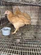 2 Buff Orpington Pullets