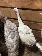 Royal Palm Hen Turkey - 16 Mos Old