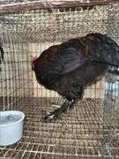 Black Copper Maran Rooster - From Dark Lines
