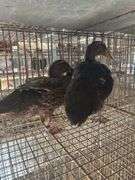 Pair Rouen Ducks