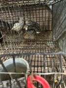 5 Celadon Quail