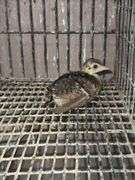 Indian Blue Peachick