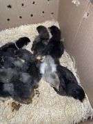 10 BC1 Olive Egger to Blue Copper Maran Chicks - 2 Wks Old