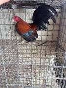 BB Red Banty Rooster