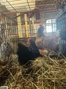 2 Laying Hens - 1 Jersey Giant "Gertie" & 1 Golden Comet "Comet"