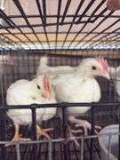 3 White Leghorn Cockerels