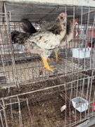 3 Easter Egger Roosters
