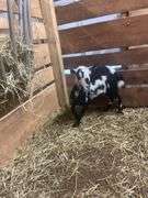 Black & White Polled Nigerian Dwarf Bred Nanny