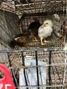 3 Egyptian Fayoumi Chicks