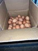 5 Doz Xlarge Brown Eating Eggs