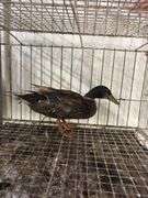 Mallard Drake