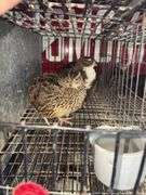 3 Coturnix Quail