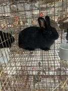 Black Bunny