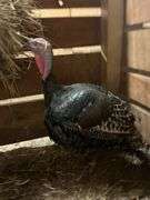 Hen Turkey