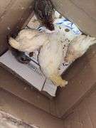 5 Chicks - 3 White, 1 Brown Feather Bantam & 1 Brown Bantam