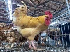 Rooster
