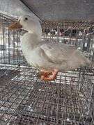 Pekin Hen
