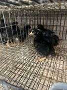 5 Rustic Rock Pullets