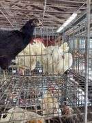 Black Australorp Rooster - 4 Mos Old