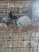 3 Racing Pigeons