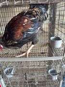 Easter Egger Rooster
