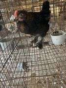 Black Copper Maran Cockerel