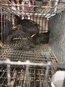 5 Plymouth Barred Rock Hens