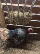 Bronze Tom Turkey - 1 Yr Old
