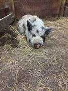 Boar Kune Kune Potbelly Juilanna Cross Pig