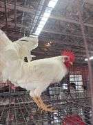 2 Leghorn Roosters