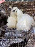 2 Silkie Hens