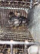 3 Sapphire Gem Pullets