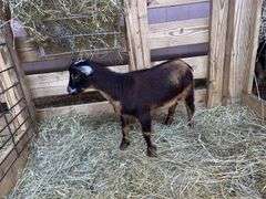 Black & Brown Nigerian Dwarf Billy - DOB: 5/28/25