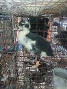 Young Ancona Call Cross Hen Duck "Nezbit"