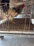 True Blue Whiting Rooster "Ricky" Not Friendly with Other Roosters
