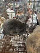 2 Mini Rex Bucks