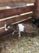 Brown & White Nigerian Dwarf Billy
