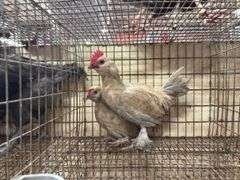 2 Porcelain D'uccle Roosters