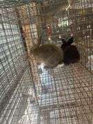 2 Flemish Giant Cross Does