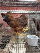 2 Rhode Island Red Pullets