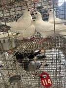 4 Homer Pigeons