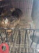 3 Coturnix Quail