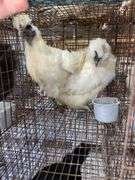 2 Silkie Hens