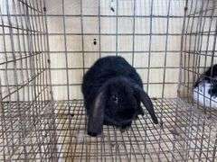 Mini Lop Cross Buck