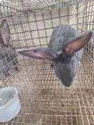 Pure Flemish Giant Buck - 4 Mos Old