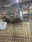 Brown Flemish Giant Mini Rex