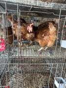 5 Golden Comet Laying Hens